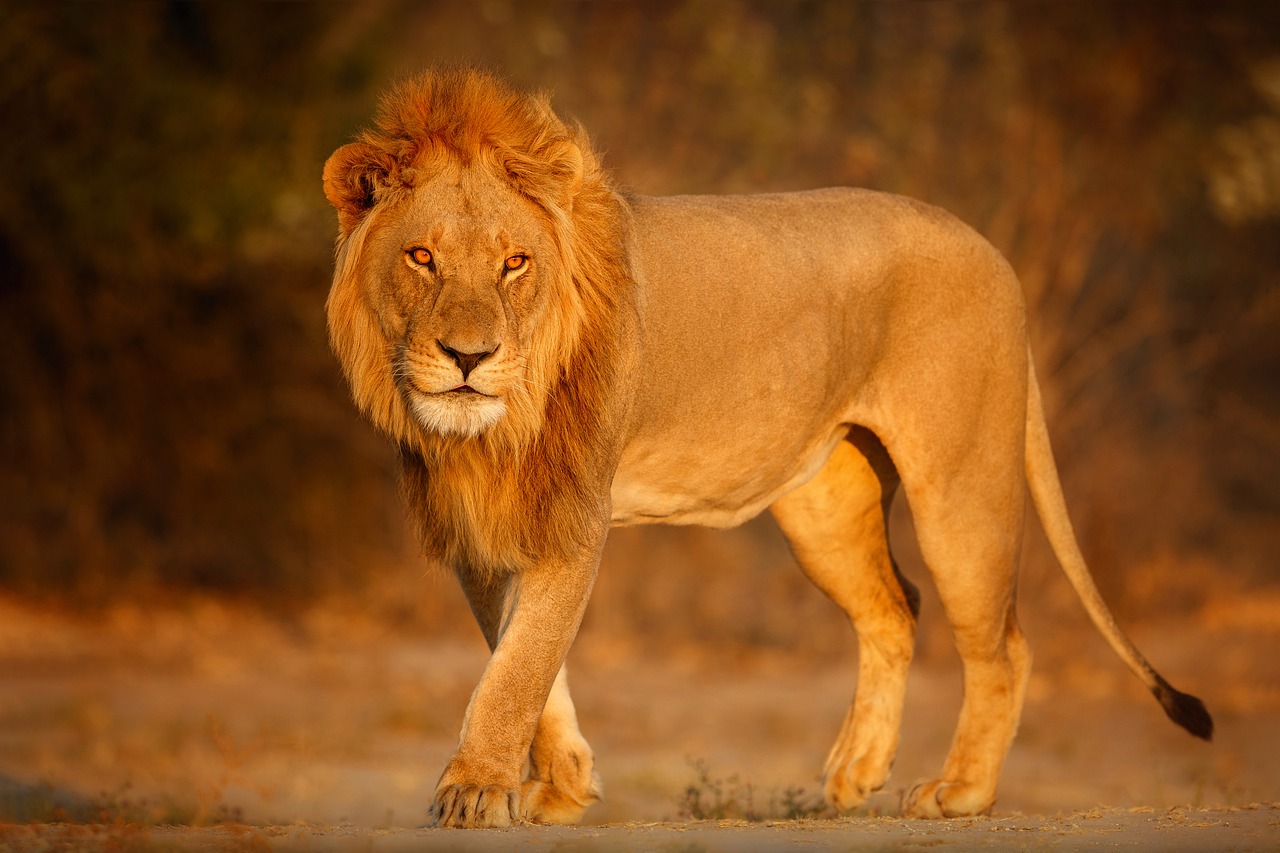 lion, mammal, animal-8301653.jpg